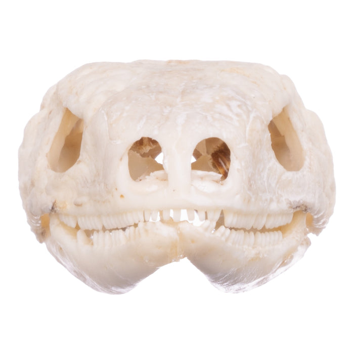 Real Plated Lizard Skull