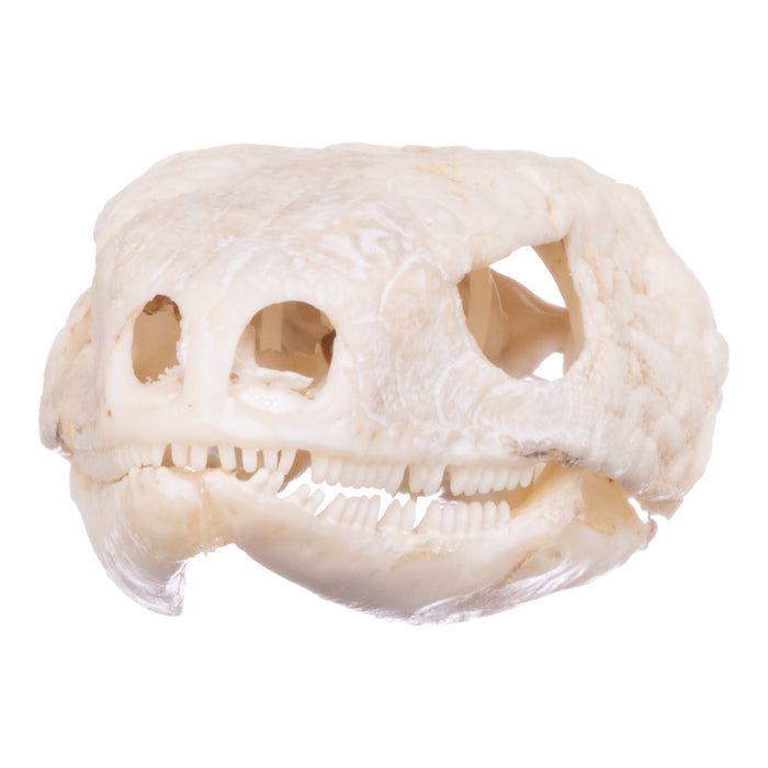 Real Plated Lizard Skull