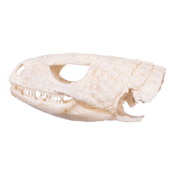 Real Plated Lizard Skull