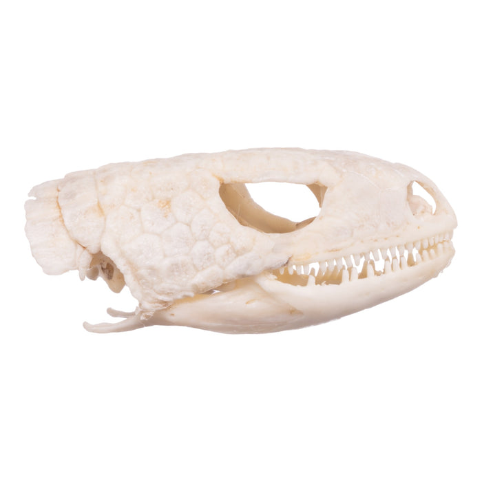 Real Plated Lizard Skull