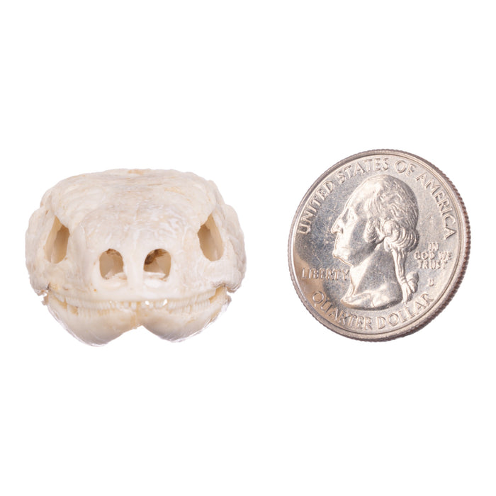 Real Plated Lizard Skull