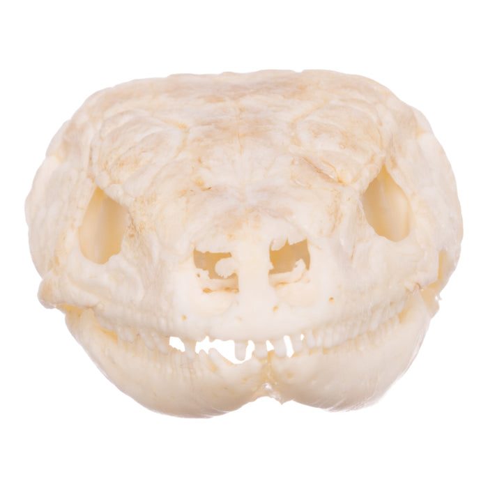 Real Plated Lizard Skull