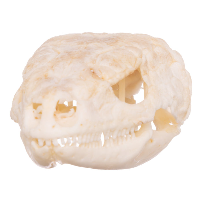 Real Plated Lizard Skull