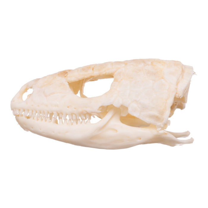 Real Plated Lizard Skull