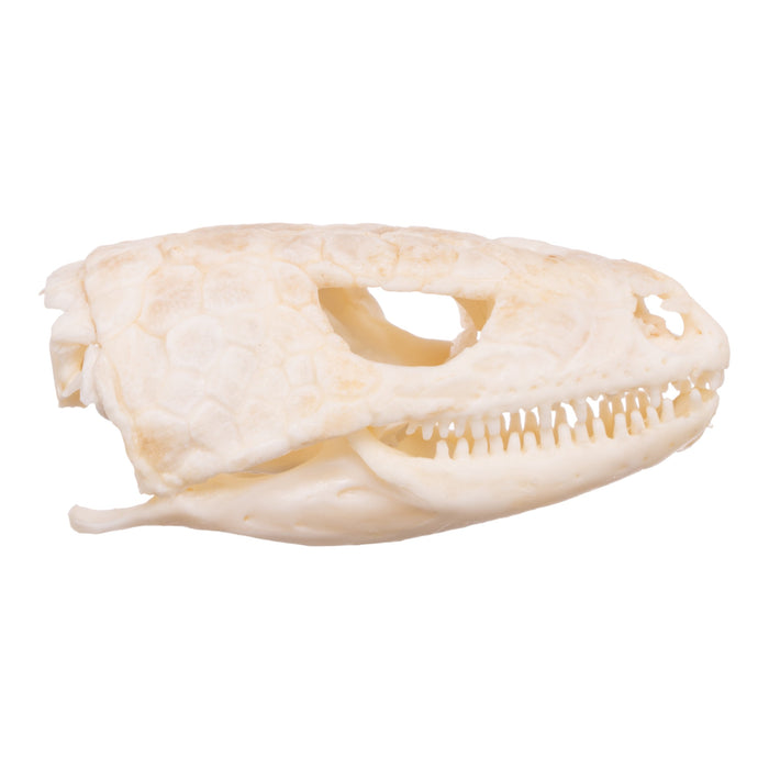 Real Plated Lizard Skull