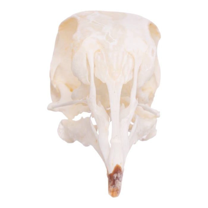 Real Giant Runt Pigeon Skull