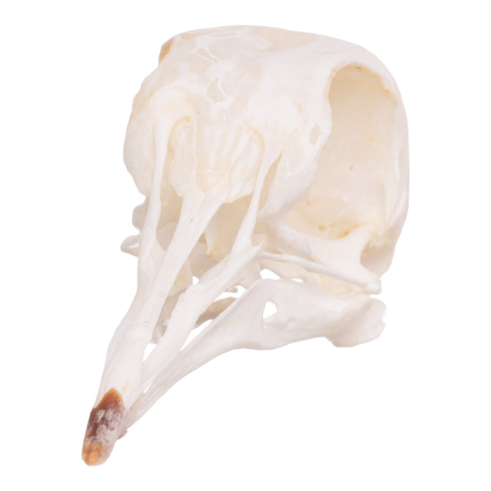 Real Giant Runt Pigeon Skull