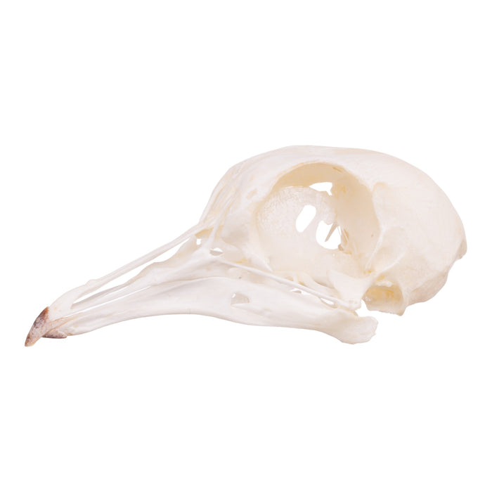 Real Giant Runt Pigeon Skull