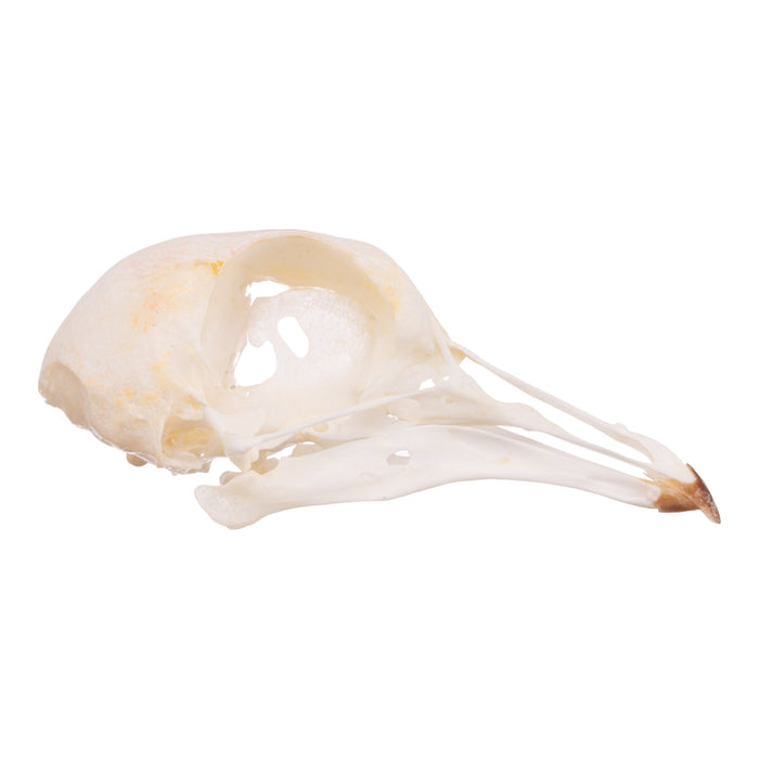 Real Giant Runt Pigeon Skull