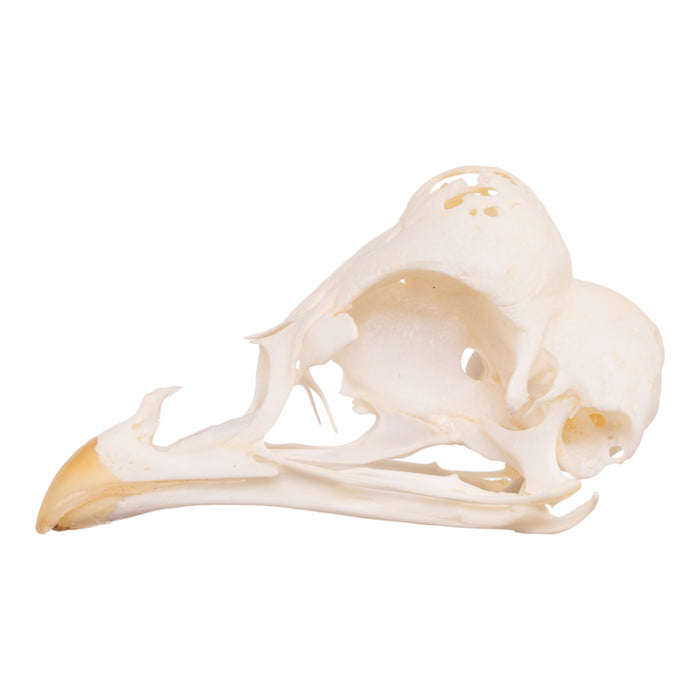 Real Polish Crested Chicken Skull