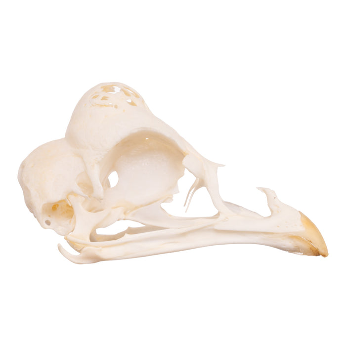 Real Polish Crested Chicken Skull