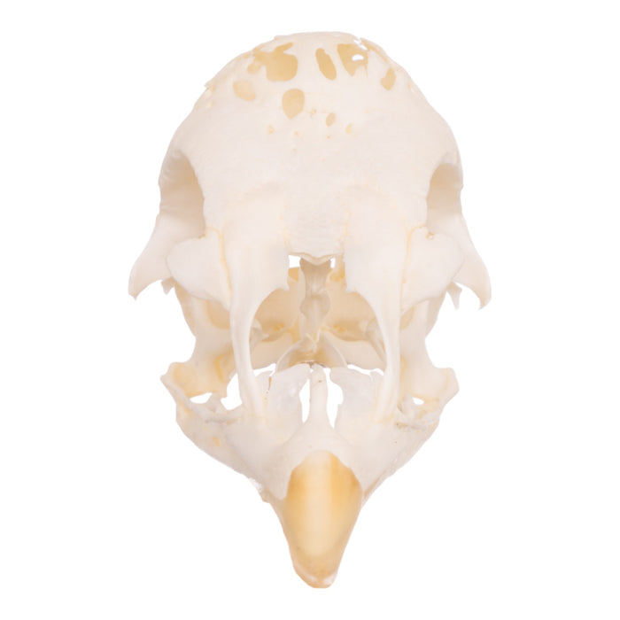 Real Polish Crested Chicken Skull