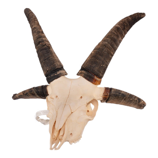 Real Four-horned Jacob Sheep Skull