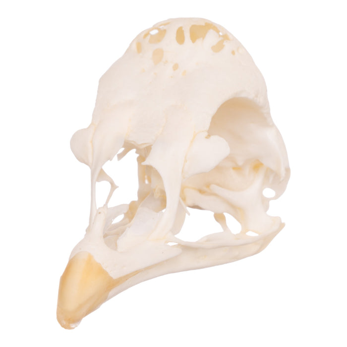 Real Polish Crested Chicken Skull