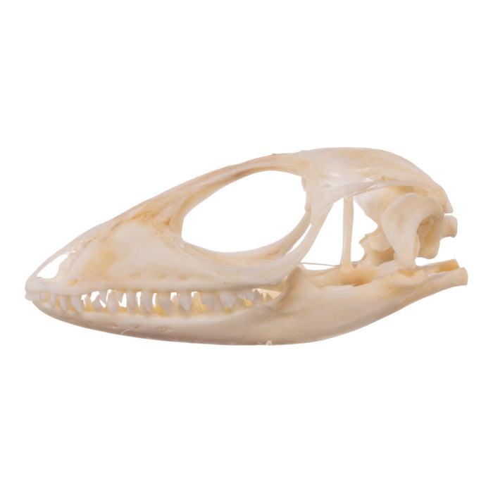 Real Columbian Tegu Skull