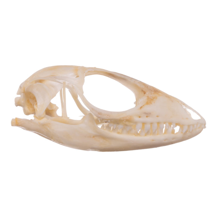 Real Columbian Tegu Skull