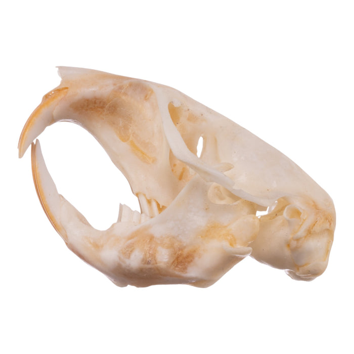 Real Botta's Pocket Gopher Skull