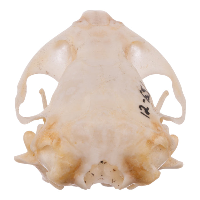 Real Botta's Pocket Gopher Skull