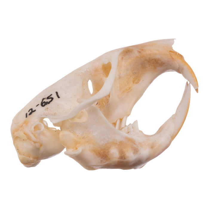 Real Botta's Pocket Gopher Skull