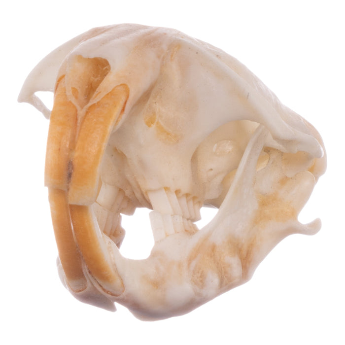 Real Botta's Pocket Gopher Skull