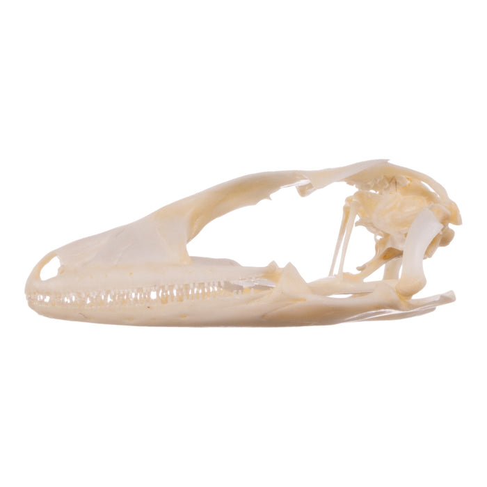 Real Tokay Gecko Skull - Juvenile