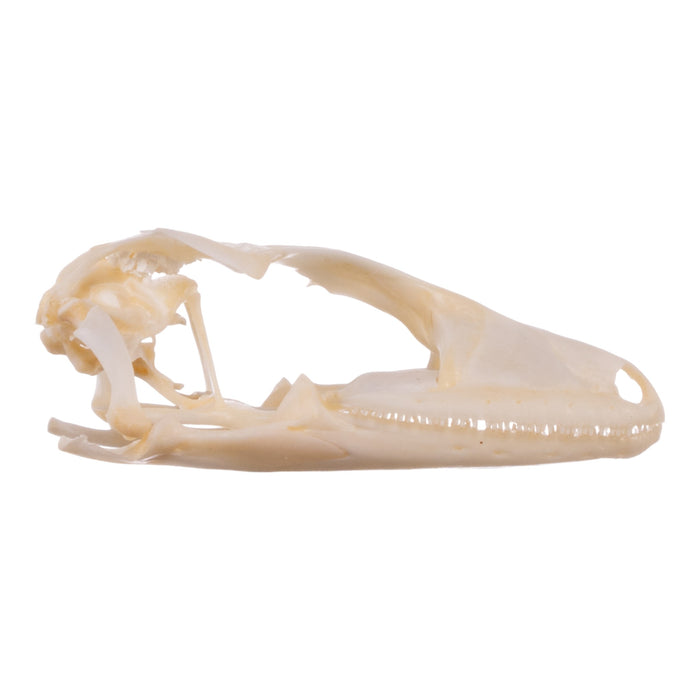 Real Tokay Gecko Skull - Juvenile