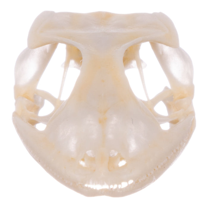 Real Tokay Gecko Skull - Juvenile