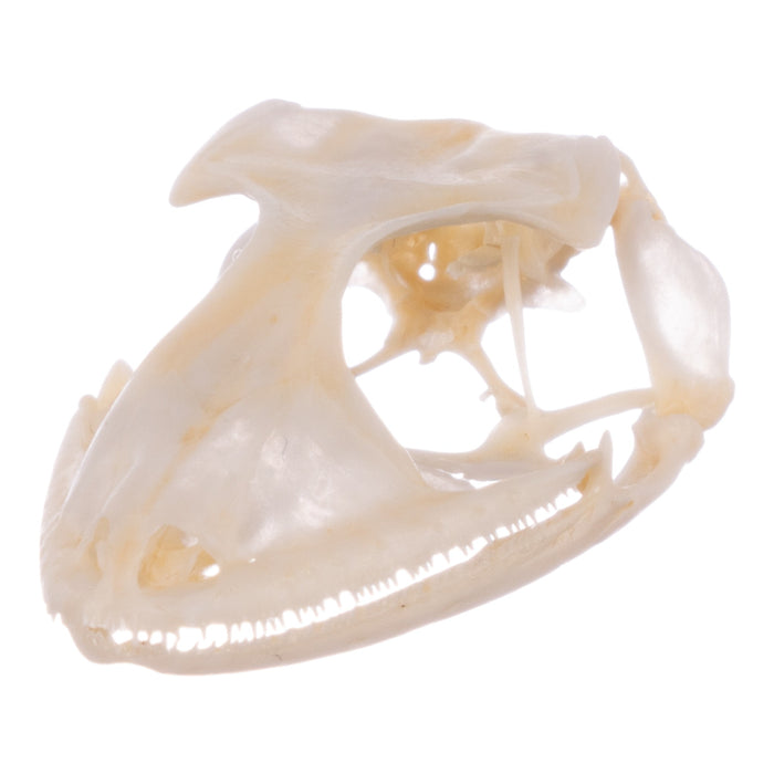 Real Tokay Gecko Skull - Juvenile