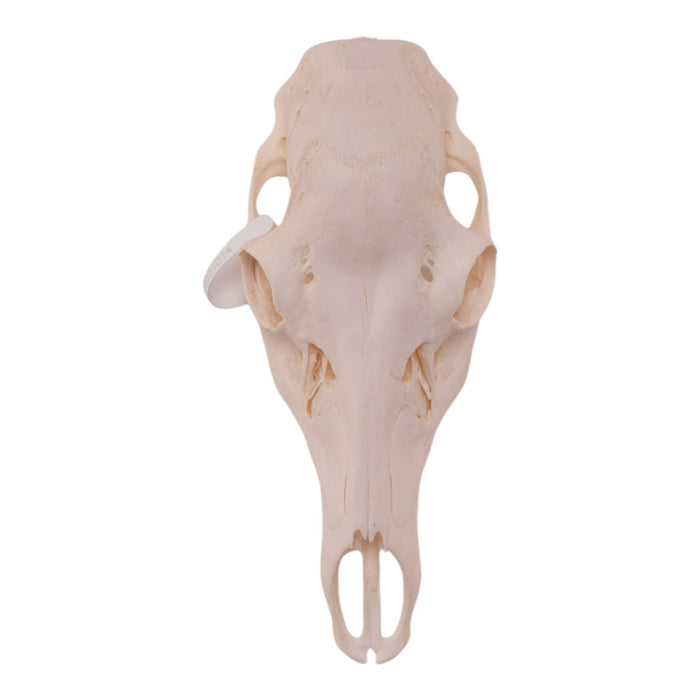 Real Red Deer Skull - Female