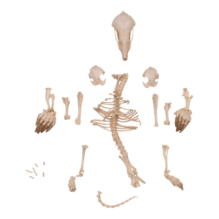 Real Townsend's Mole Skeleton - Disarticulated