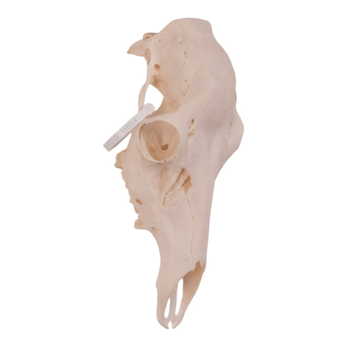 Real Red Deer Skull - Female