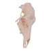 Real Red Deer Skull - Female