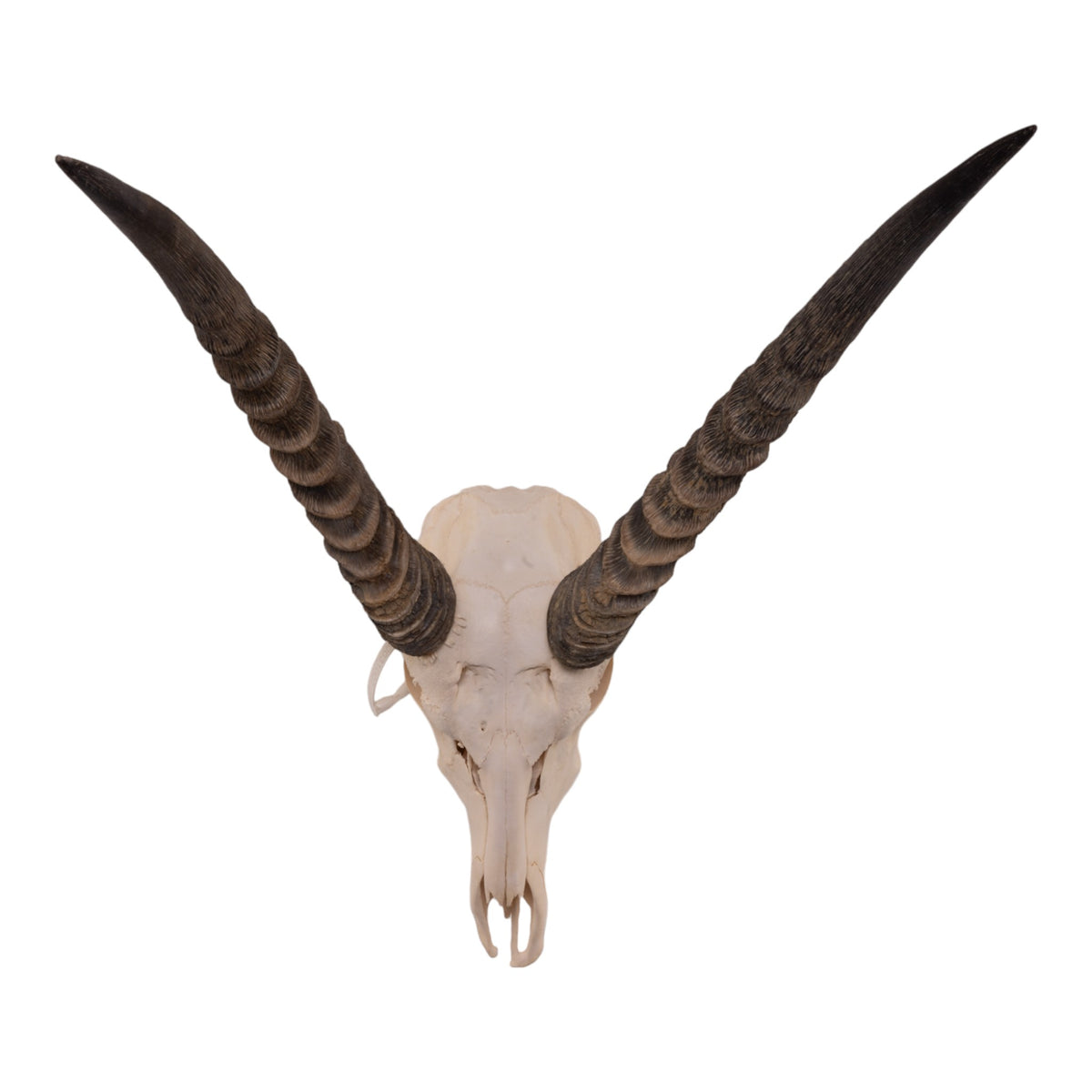 Real Waterbuck Skull — Skulls Unlimited International, Inc.