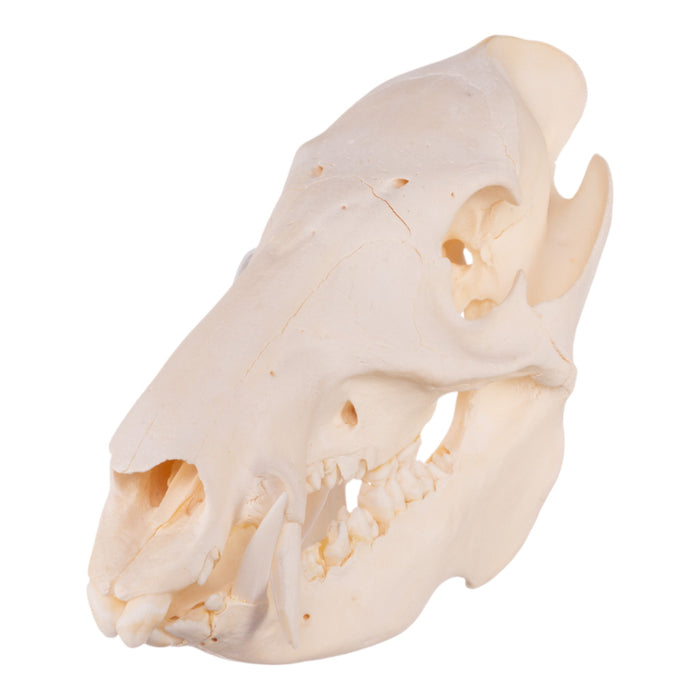 Real Peccary Skull - Adolescent