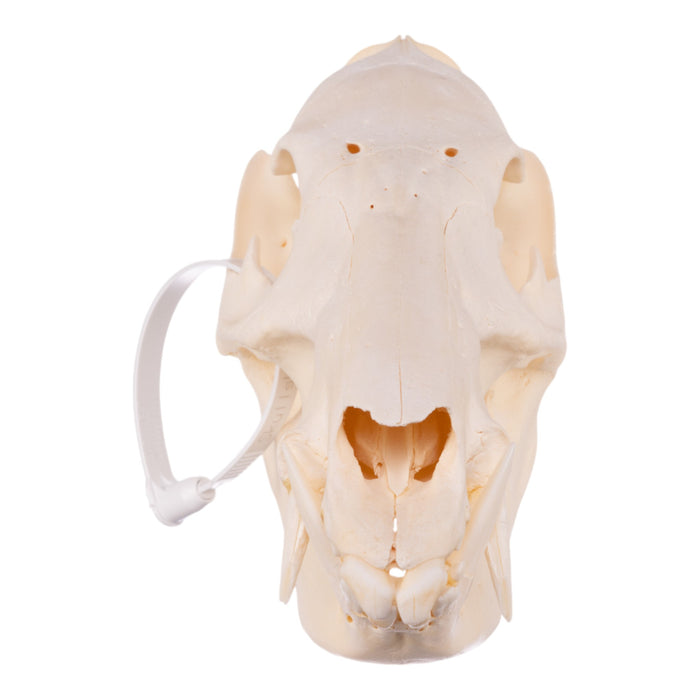 Real Peccary Skull - Adolescent