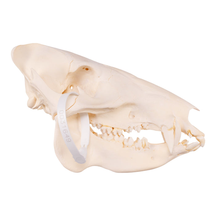 Real Peccary Skull - Adolescent