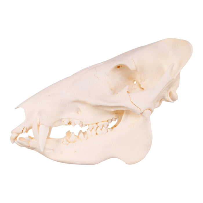 Real Peccary Skull - Adolescent