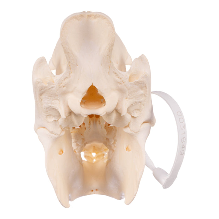 Real Peccary Skull - Adolescent