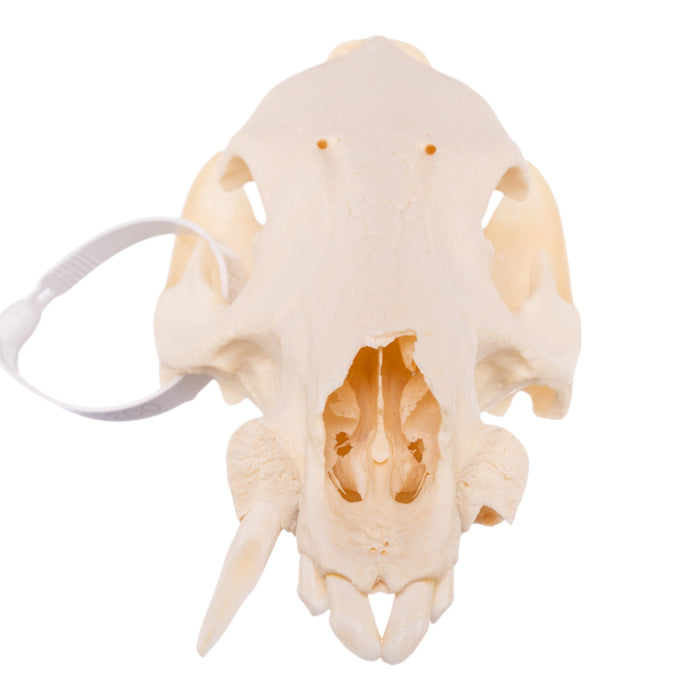 Real Peccary Skull - No Mandible