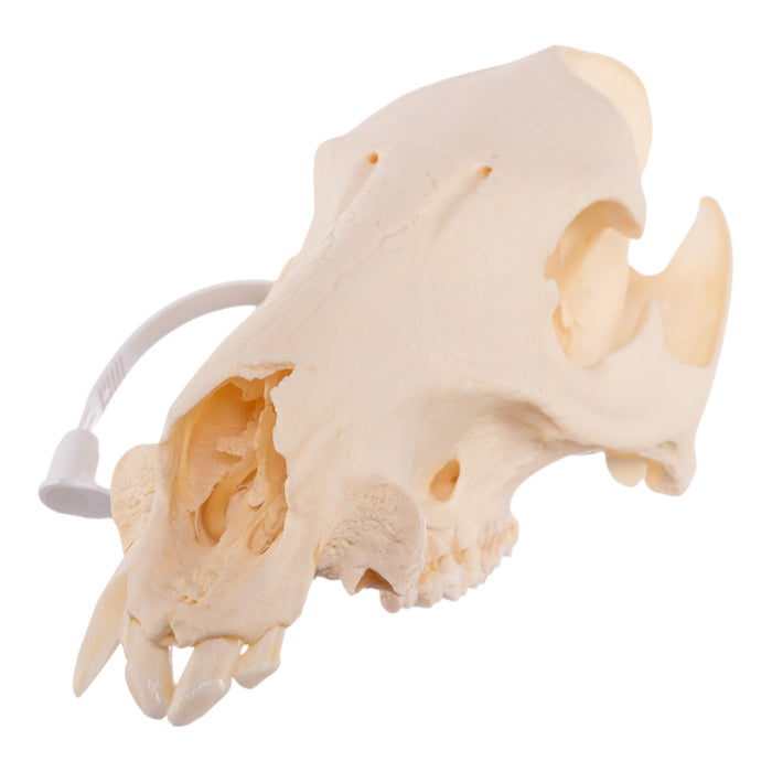 Real Peccary Skull - No Mandible