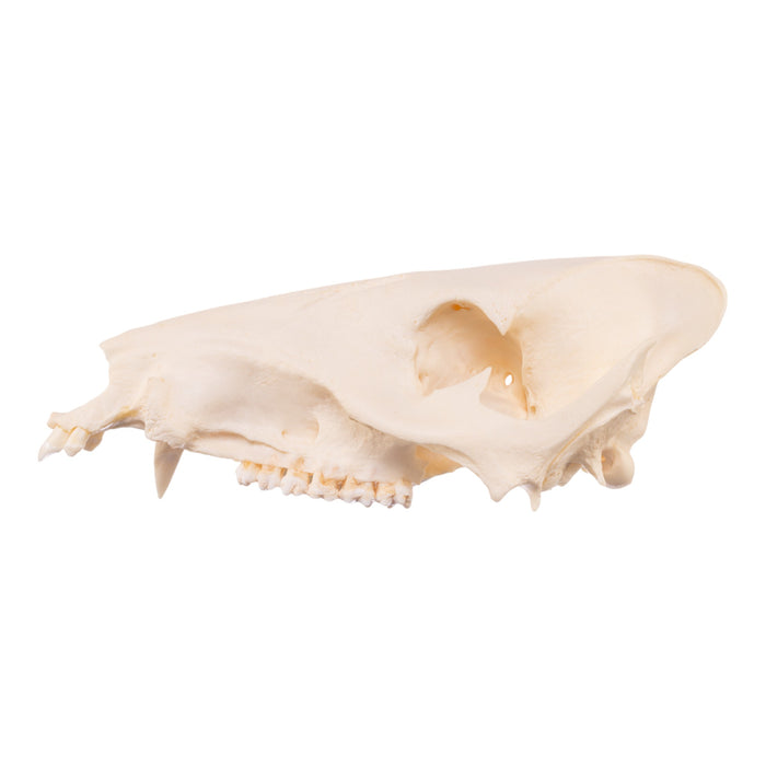 Real Peccary Skull - No Mandible