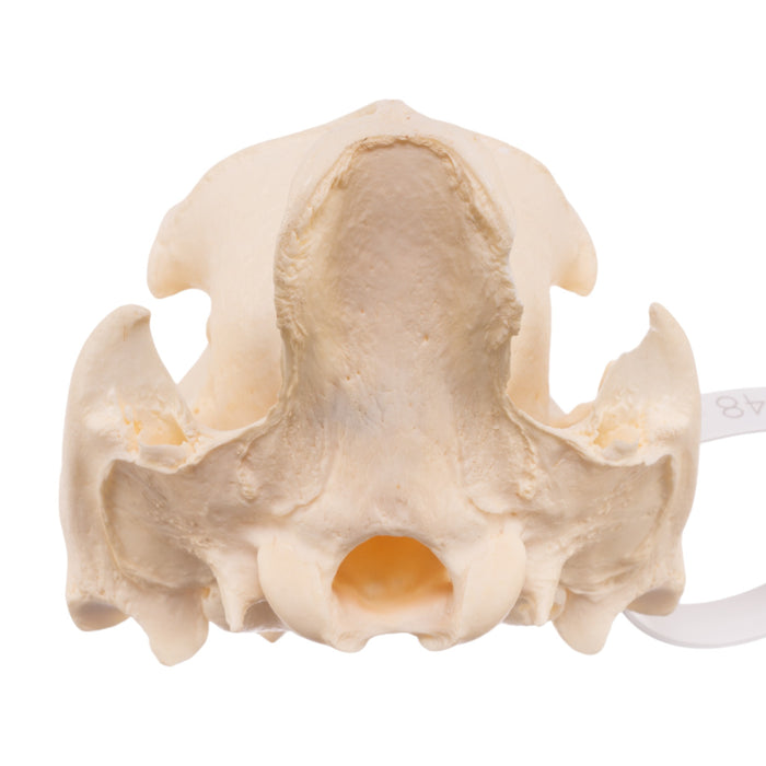 Real Peccary Skull - No Mandible