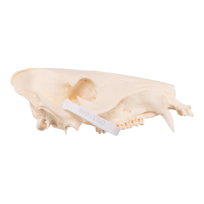 Real Peccary Skull - No Mandible