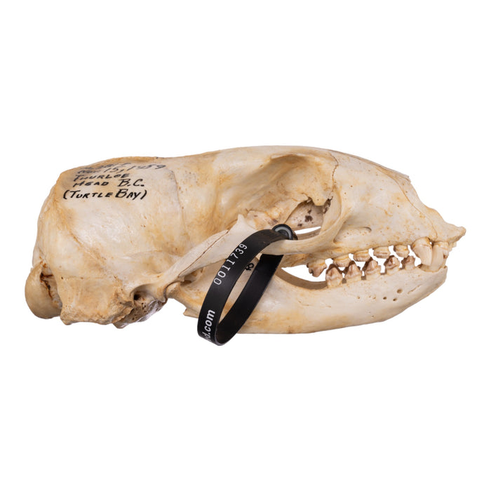 Real Sea Lion Skull - Female