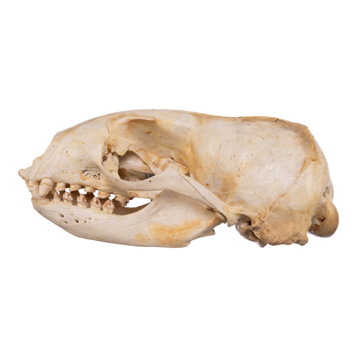 Real Sea Lion Skull - Female