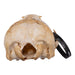 Real Sea Lion Skull - Female