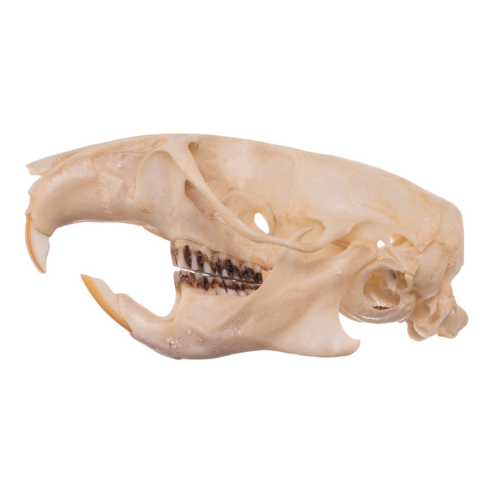 Real Desert Woodrat Skeleton - Disarticulated