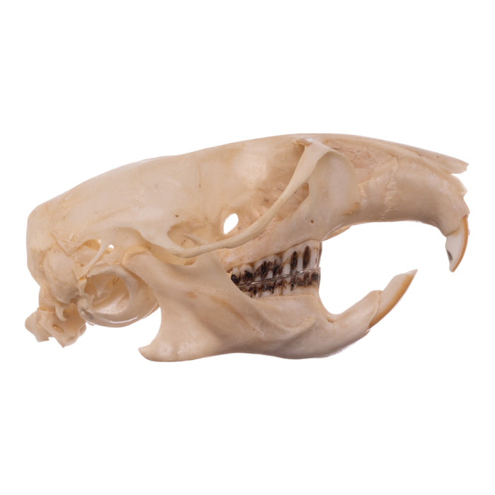 Real Desert Woodrat Skeleton - Disarticulated