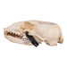 Real Sea Lion Skull - Female