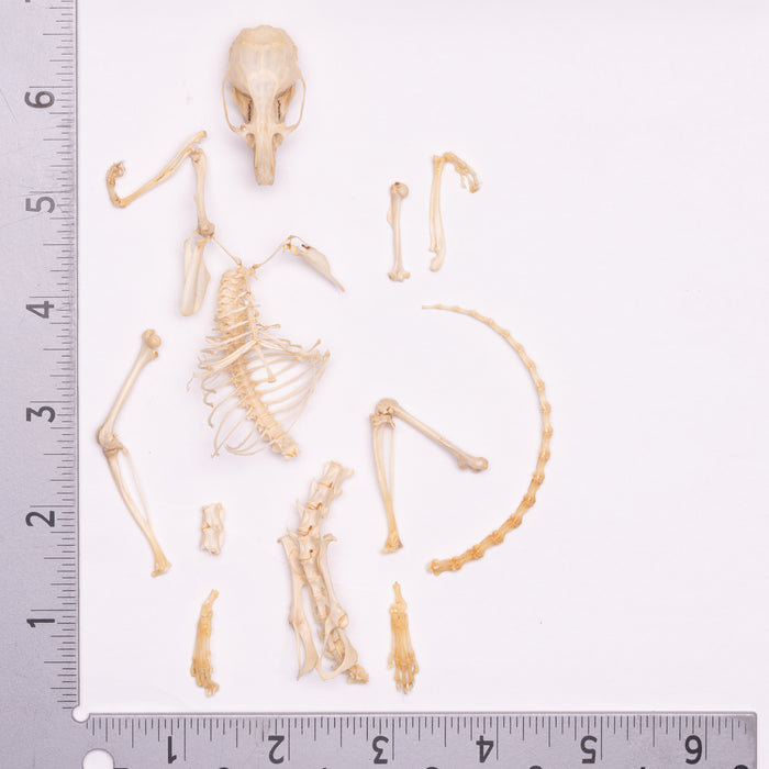 Real Desert Woodrat Skeleton - Disarticulated